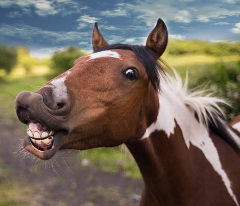 Cabalgatas